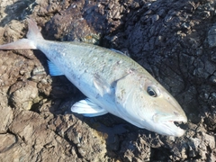アオチビキの釣果