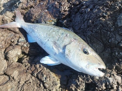 アオチビキの釣果