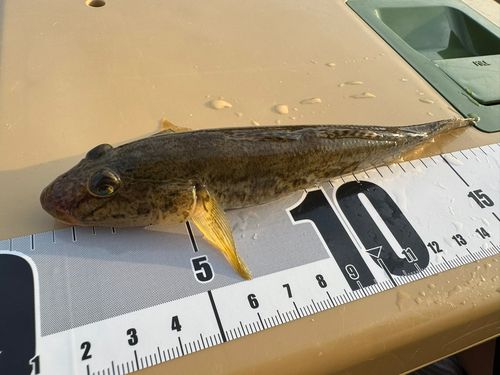 マハゼの釣果