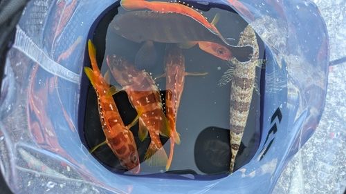 アカハタの釣果