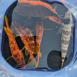 アカハタ