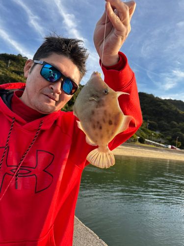 カワハギの釣果