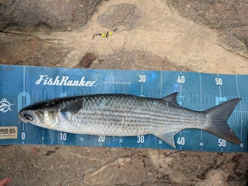 ボラの釣果
