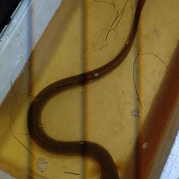 ウナギ