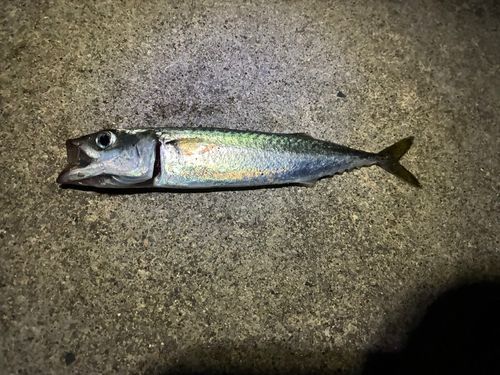 サバの釣果