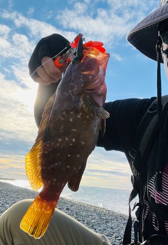 キジハタの釣果