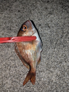 タイの釣果
