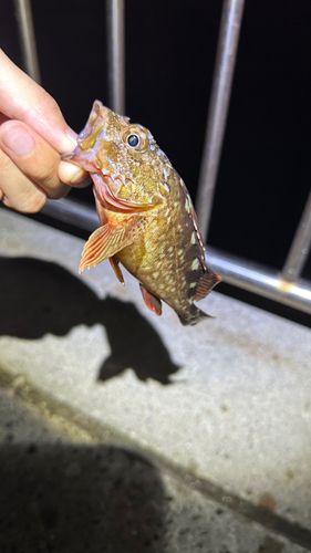 カサゴの釣果