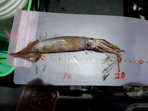 スルメイカの釣果