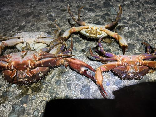 タイワンガザミの釣果