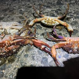 タイワンガザミ