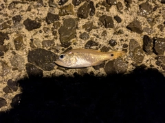 ネンブツダイの釣果