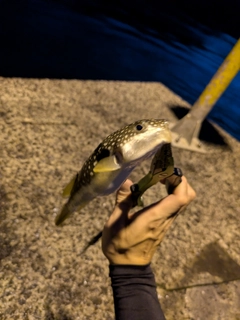 フグの釣果