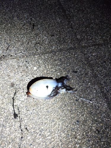 シリヤケイカの釣果