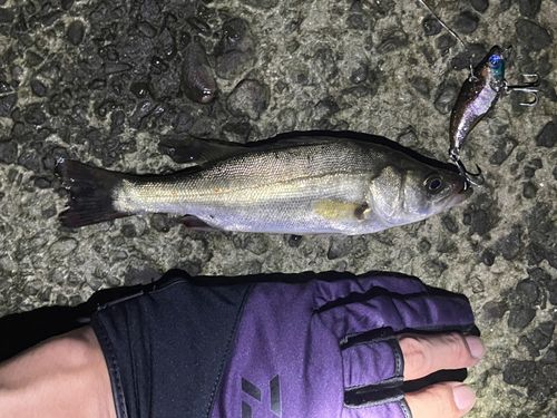 セイゴ（マルスズキ）の釣果