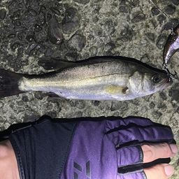 セイゴ（マルスズキ）