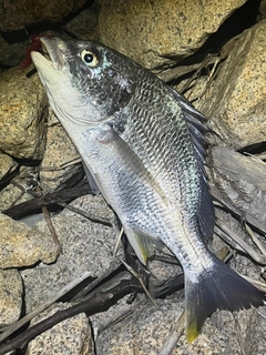 キビレの釣果