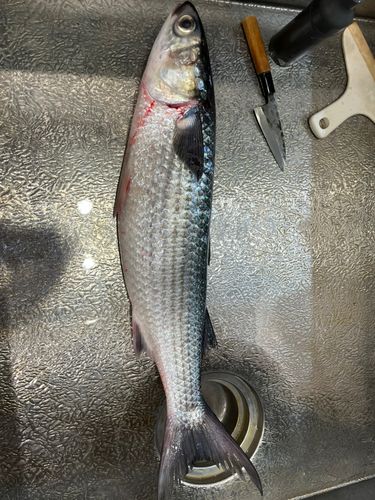 ボラの釣果