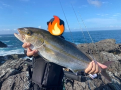 カンパチの釣果