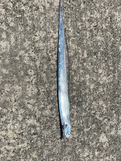 タチウオの釣果