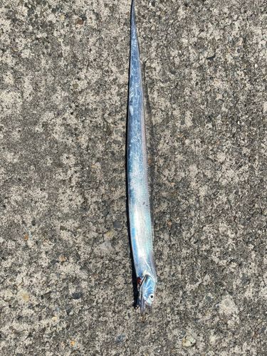 タチウオの釣果
