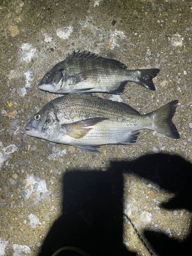 クロダイの釣果