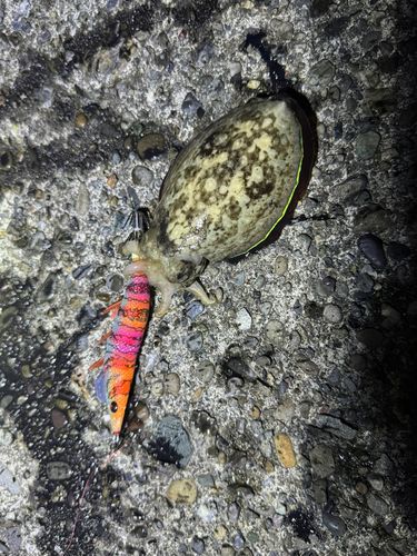 モンゴウイカの釣果