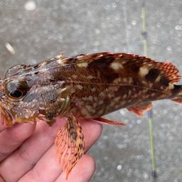 カサゴ