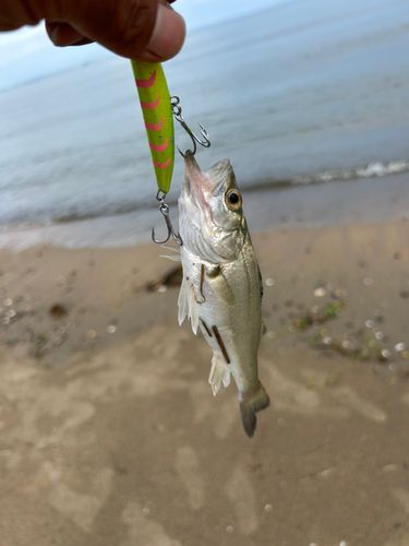 セイゴ（マルスズキ）の釣果