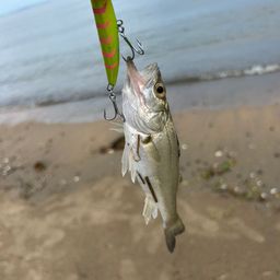 セイゴ（マルスズキ）