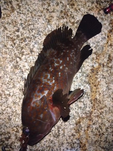 アコウの釣果