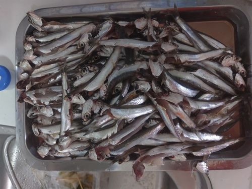 サバの釣果