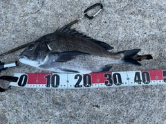 チヌの釣果