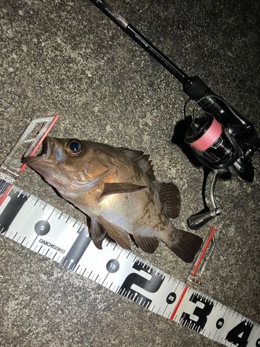 メバルの釣果