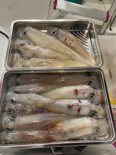 シロイカの釣果