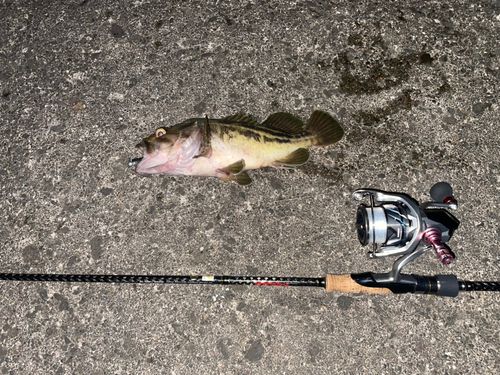 シマソイの釣果