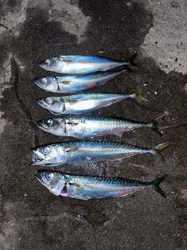 サバの釣果