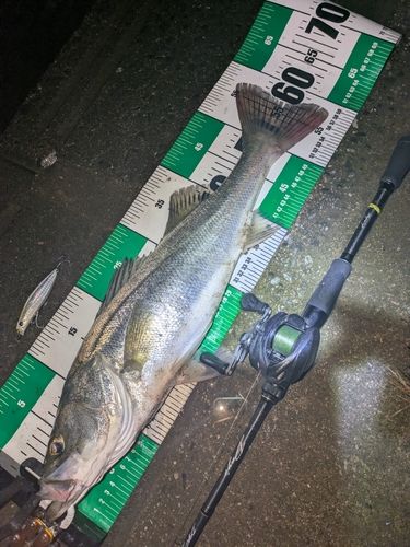 シーバスの釣果
