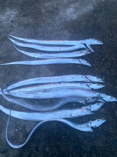 タチウオの釣果