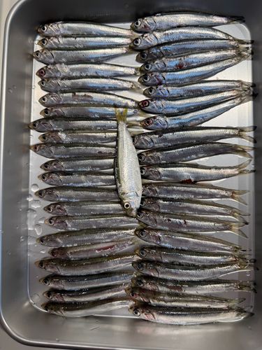 イワシの釣果