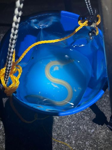 ウナギの釣果