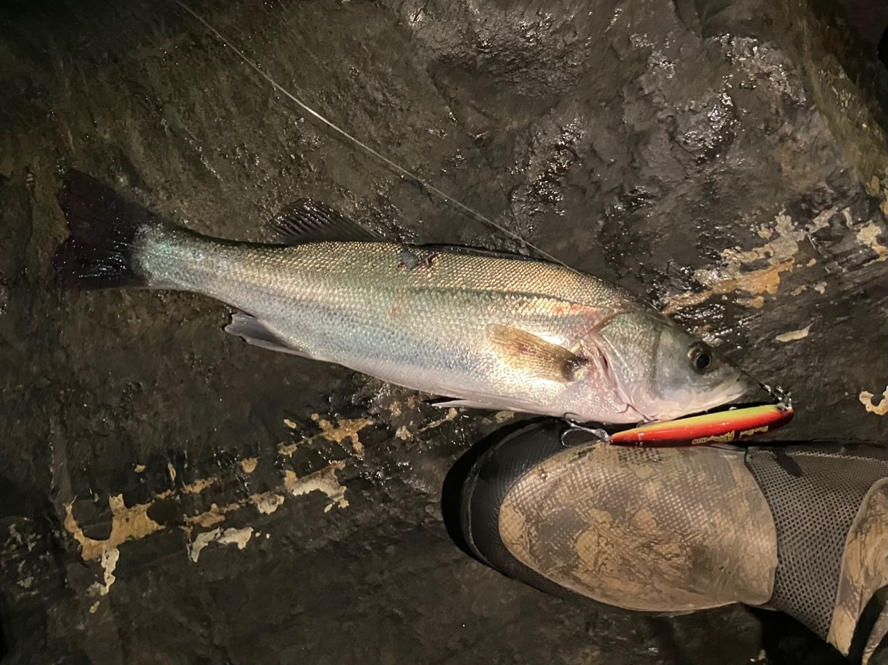 フッコ（マルスズキ）