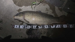 コイの釣果