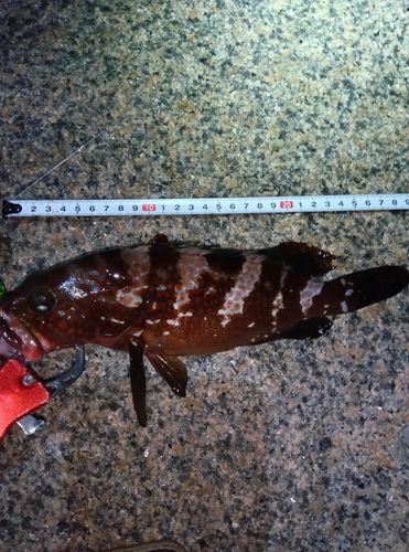 アコウの釣果