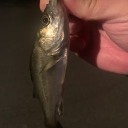 セイゴ（マルスズキ）