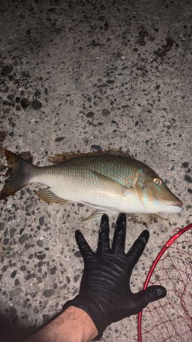 ハマフエフキダイの釣果