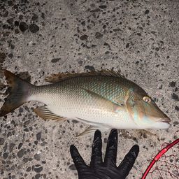 ハマフエフキダイ