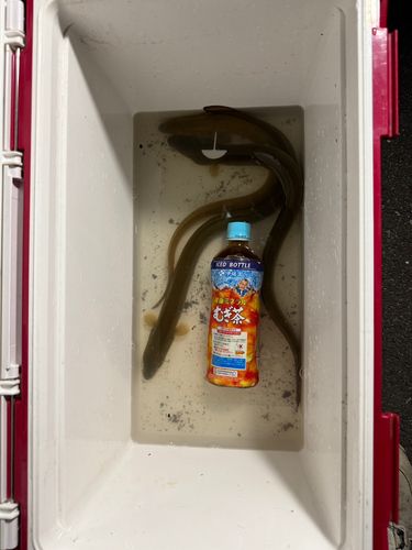 ウナギの釣果