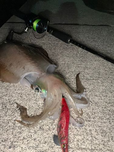 アオリイカの釣果