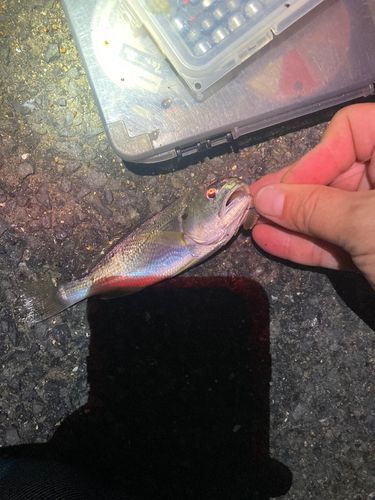 イシモチの釣果